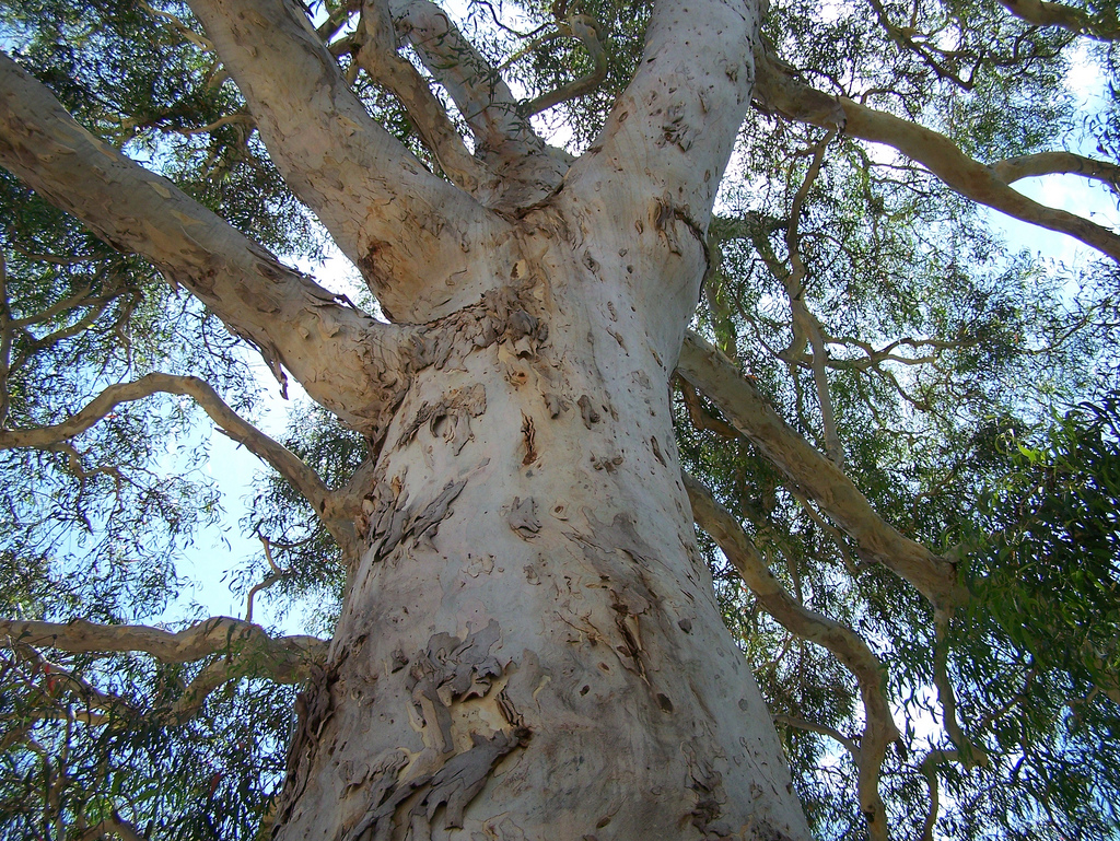 Eucalyptus maidenii Eucalyptus maidenii